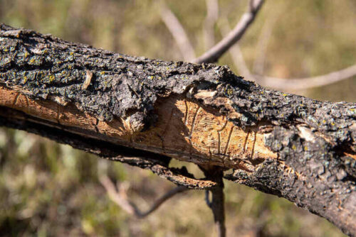 7 Ash Tree Diseases and How to Treat Them - Lotusmagus