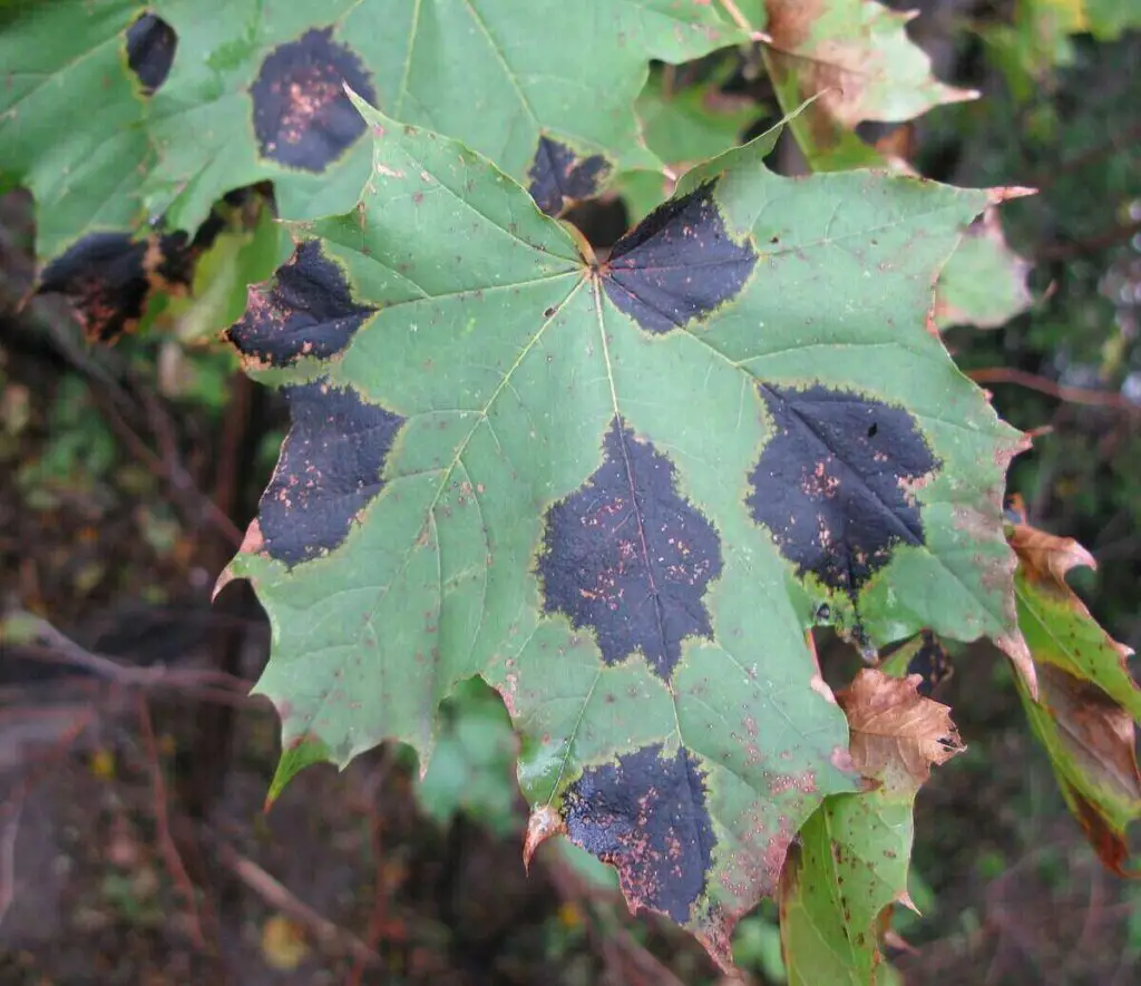 Пятна на листьях кленов. Ритисма Кленовая. Rhytisma acerinum. Rhytisma punctatum. Болезни листьев клена.