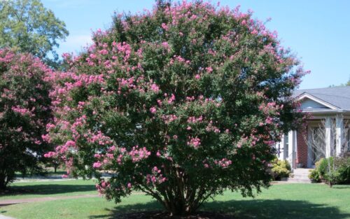 Crape Myrtle in front of a house
