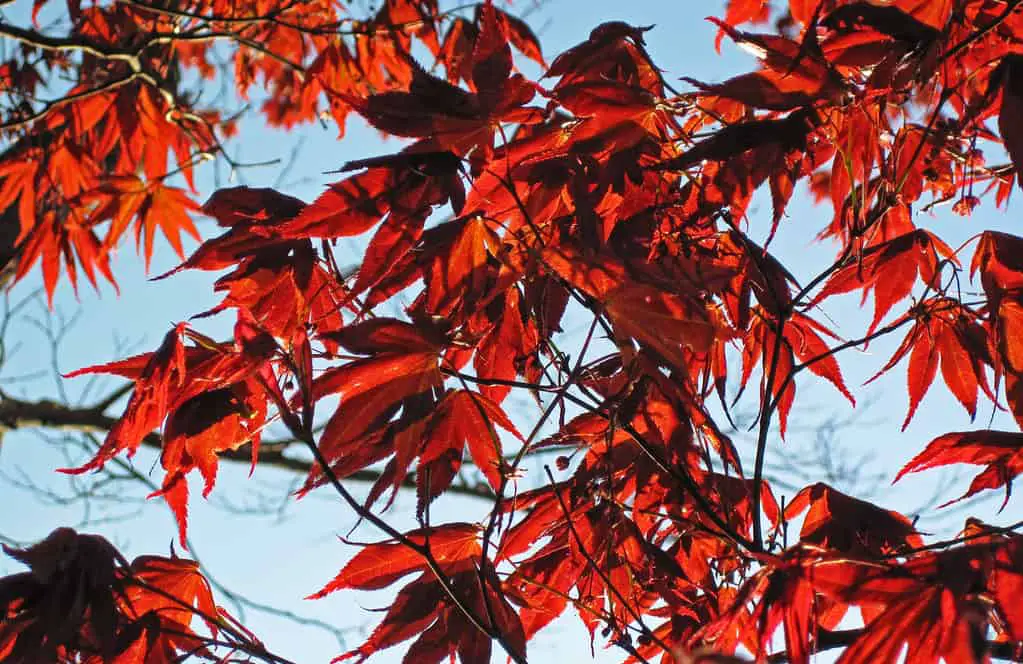 Acer palmatum in full sun @flickr