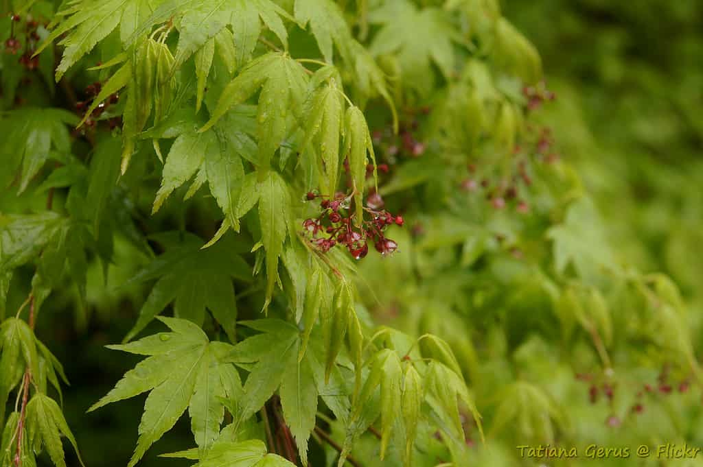 Acer palmatum @flckr