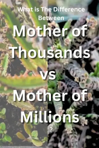 mother of thousands plant vs mother of millions