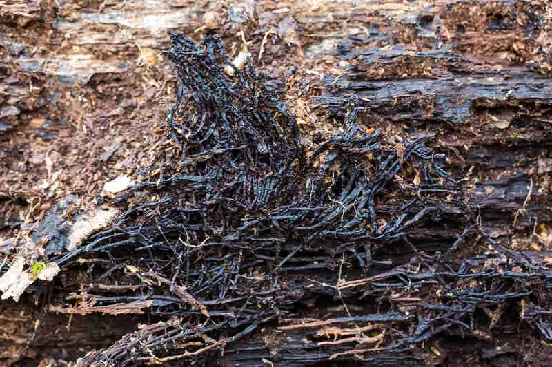 Armillaria root rot 