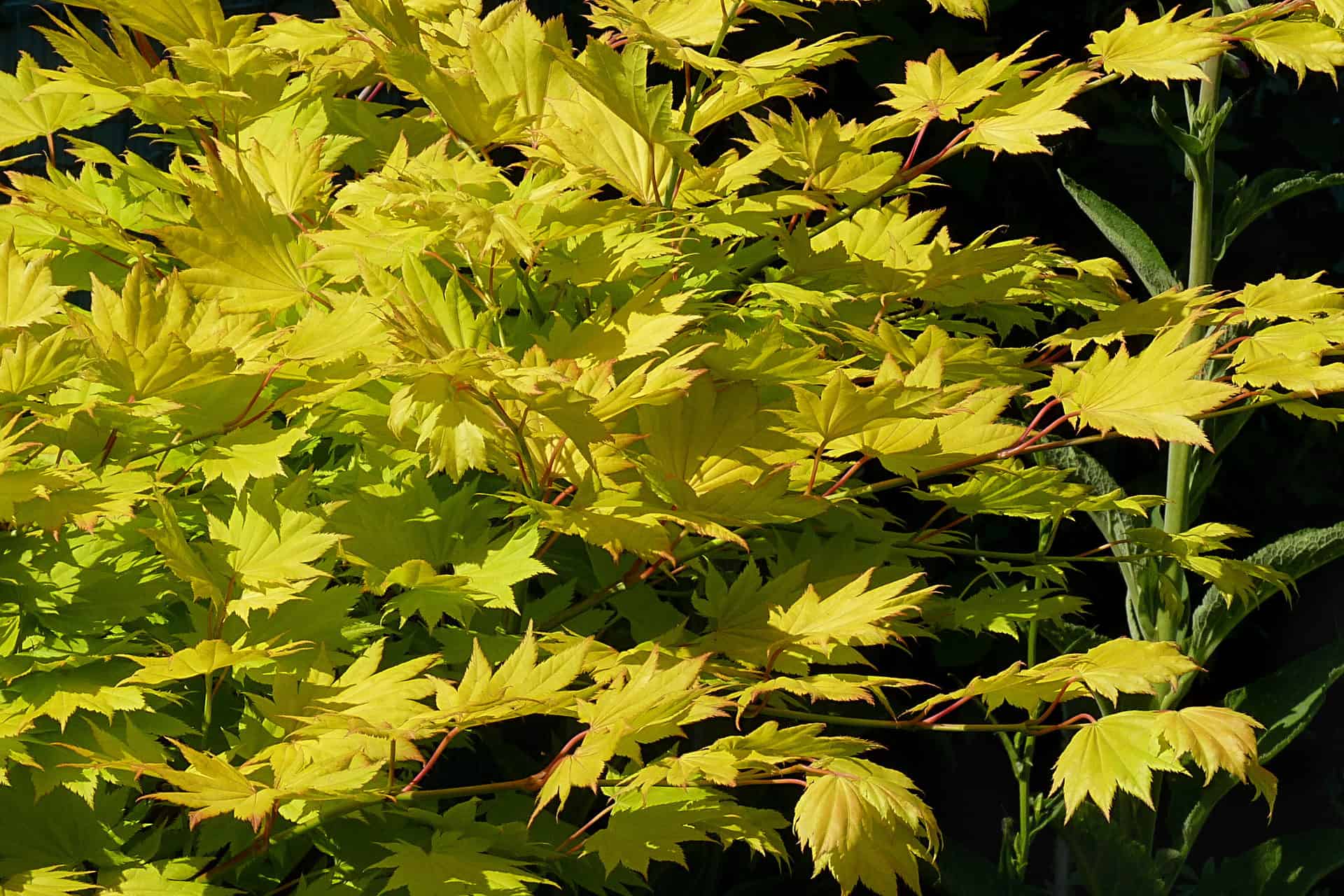 Acer shirasawanum 'Aureum'