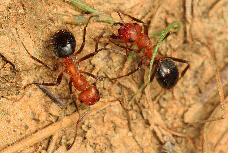 Allegheny mound ants on sand