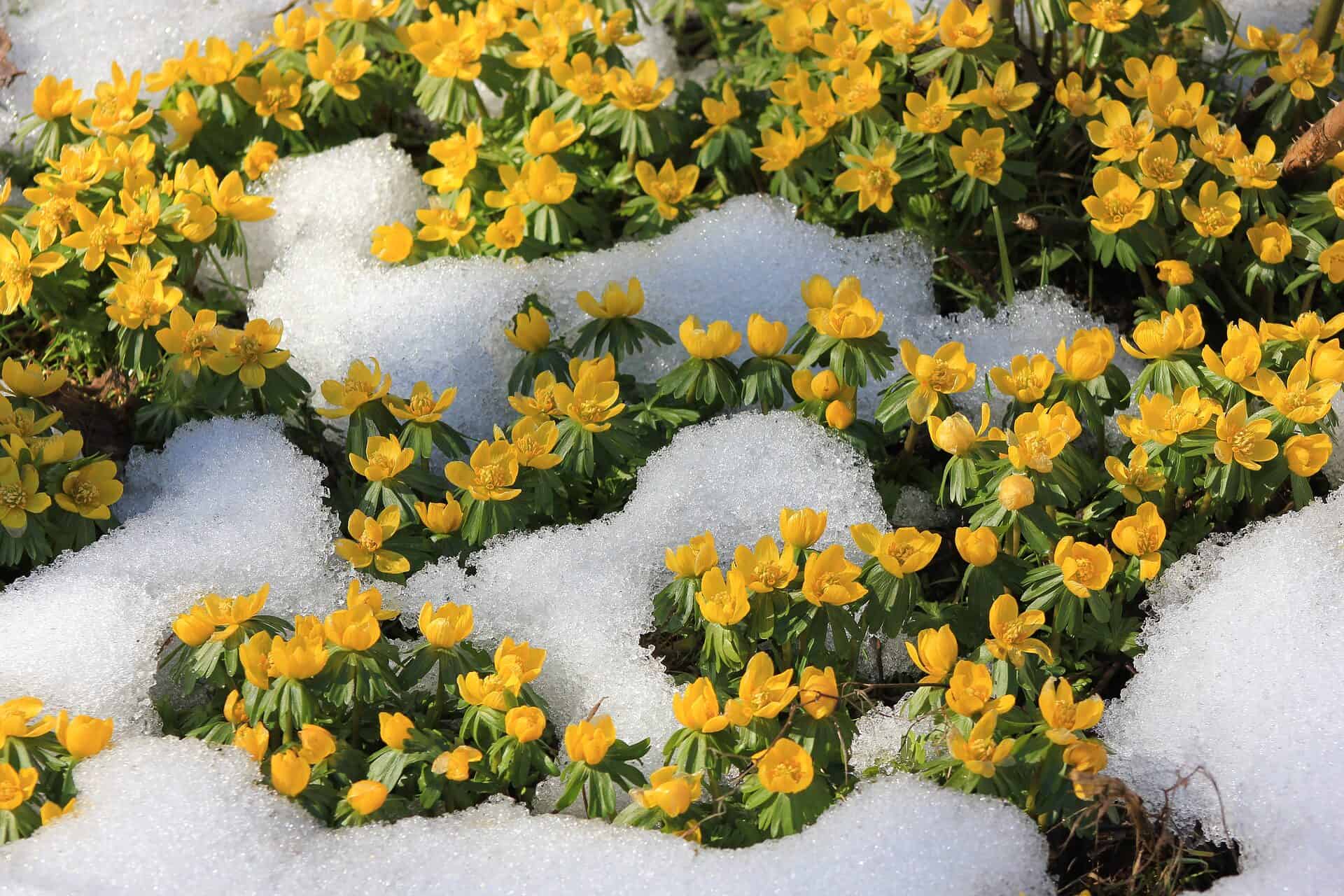winter aconites