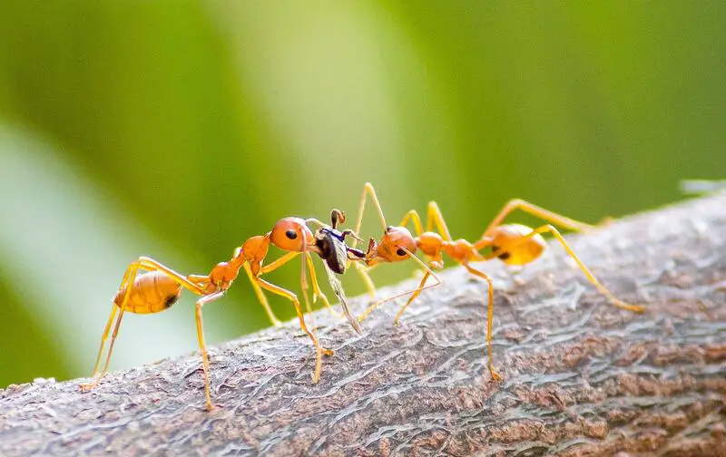 fire ant on a tree