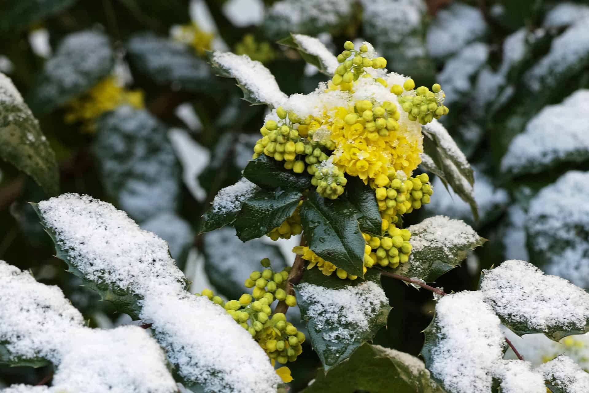 mahonia plant
