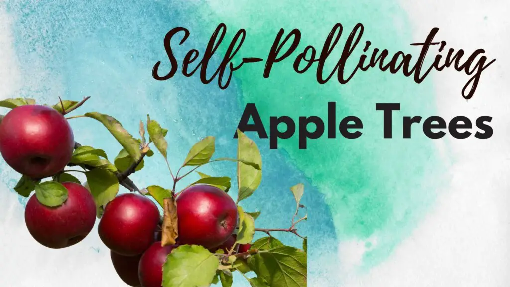 what-apple-tree-is-self-pollinating-lotusmagus