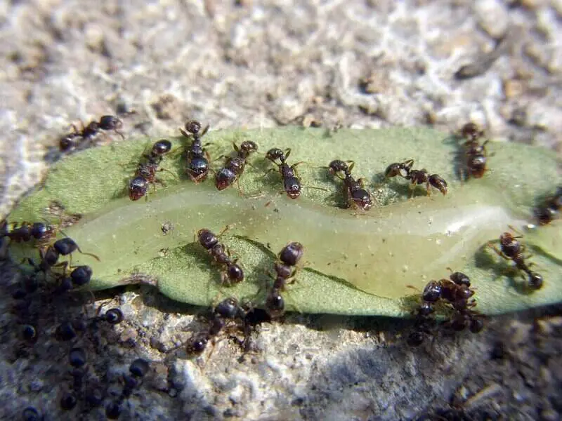 pavement ants on a leaf