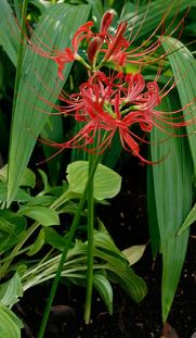 Spider lily Plant - Growing from Bulbs with Results and Care Tips