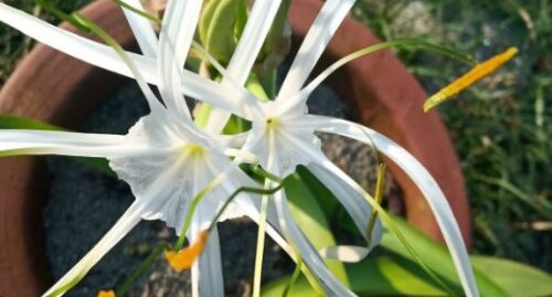 Spider lily white