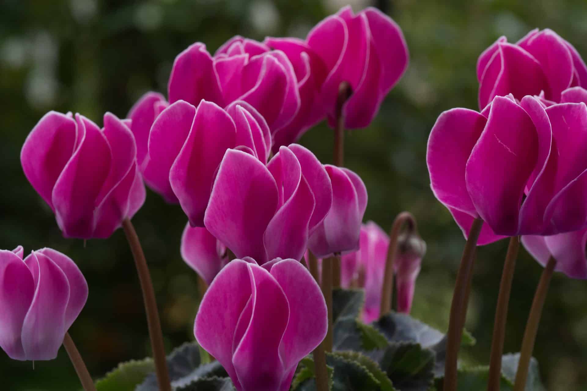 Cyclamen plant