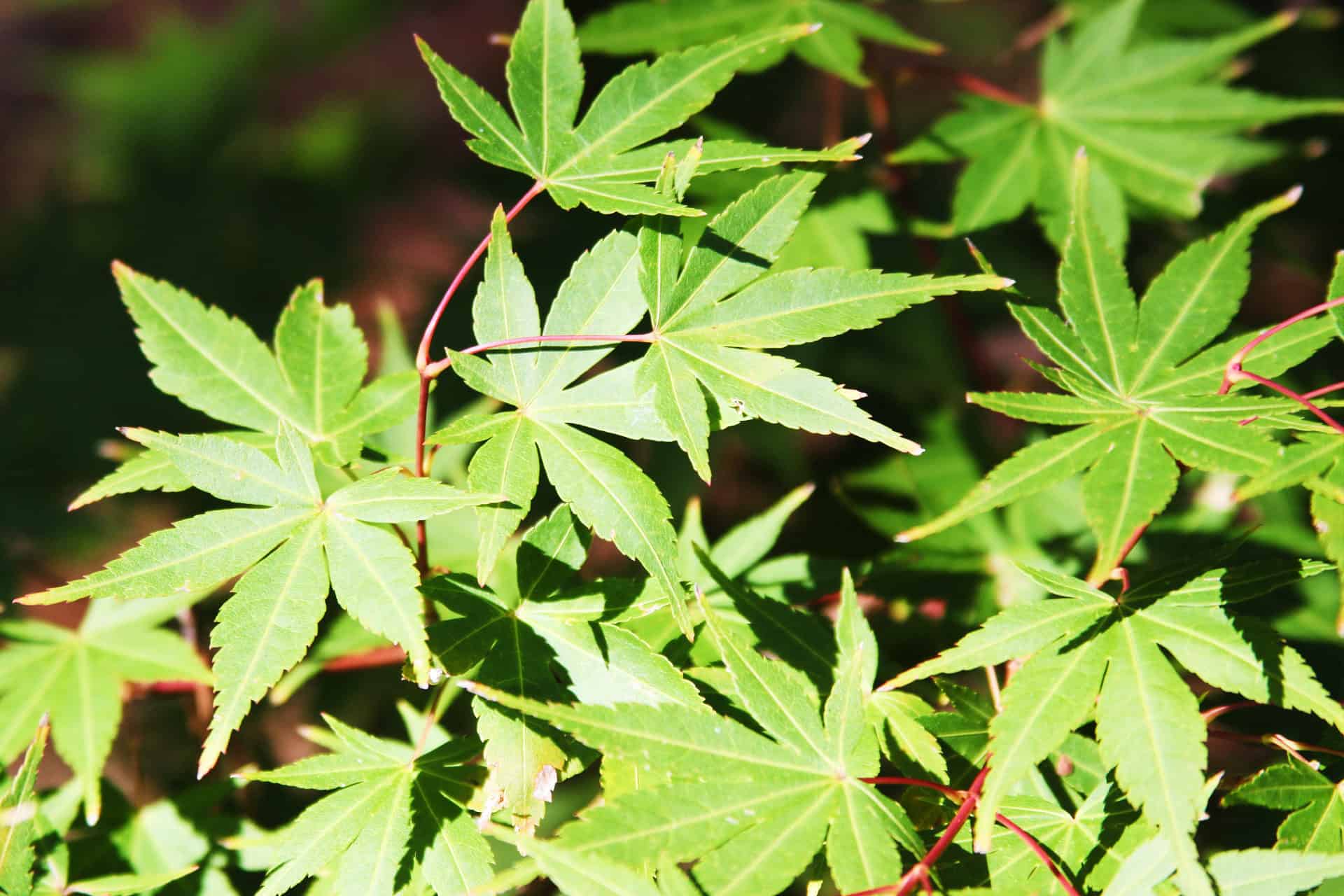Acer palmatum 'Beni-kawa'