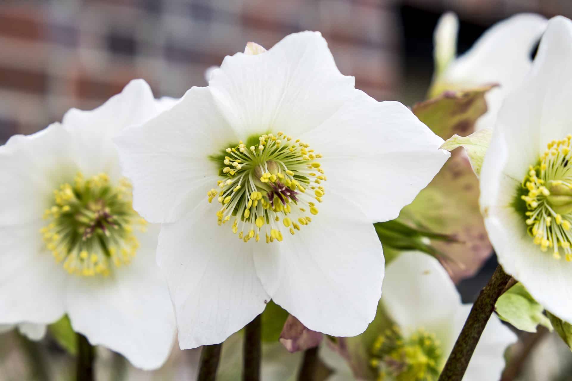 Hellebores 