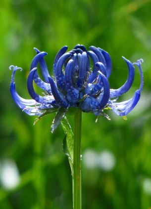 blue spider lily meaning