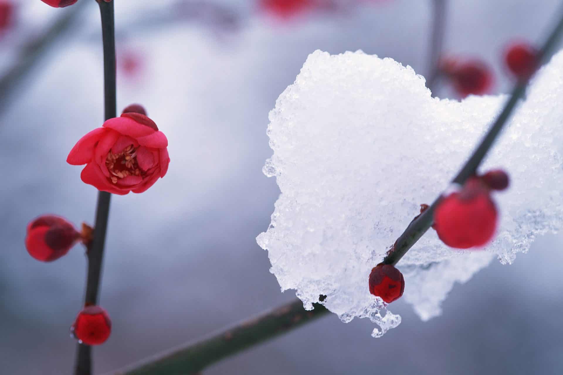 camellia in snow