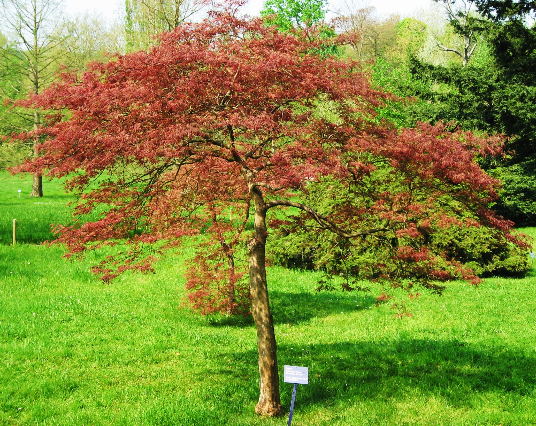 Acer palmatum dissectum 'Red Dragon'