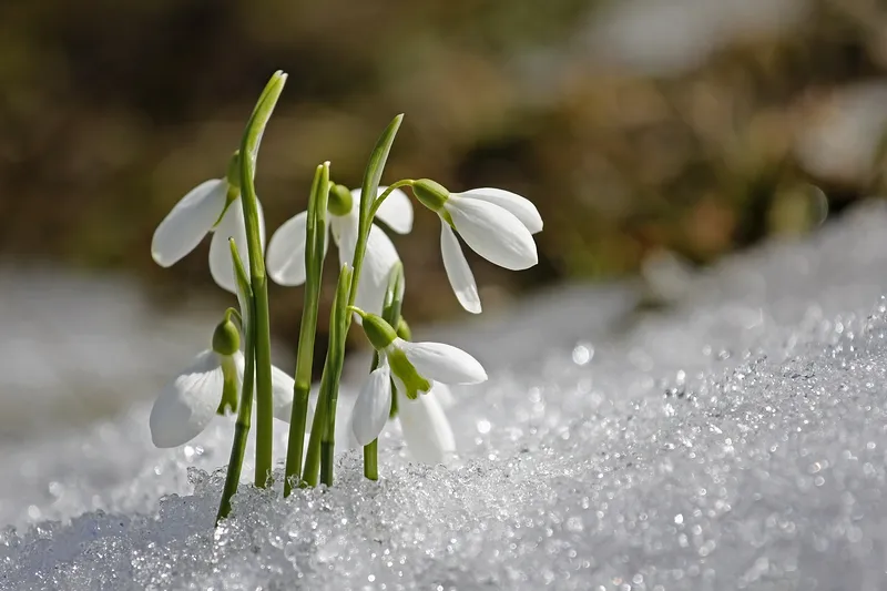 snowdrop plant