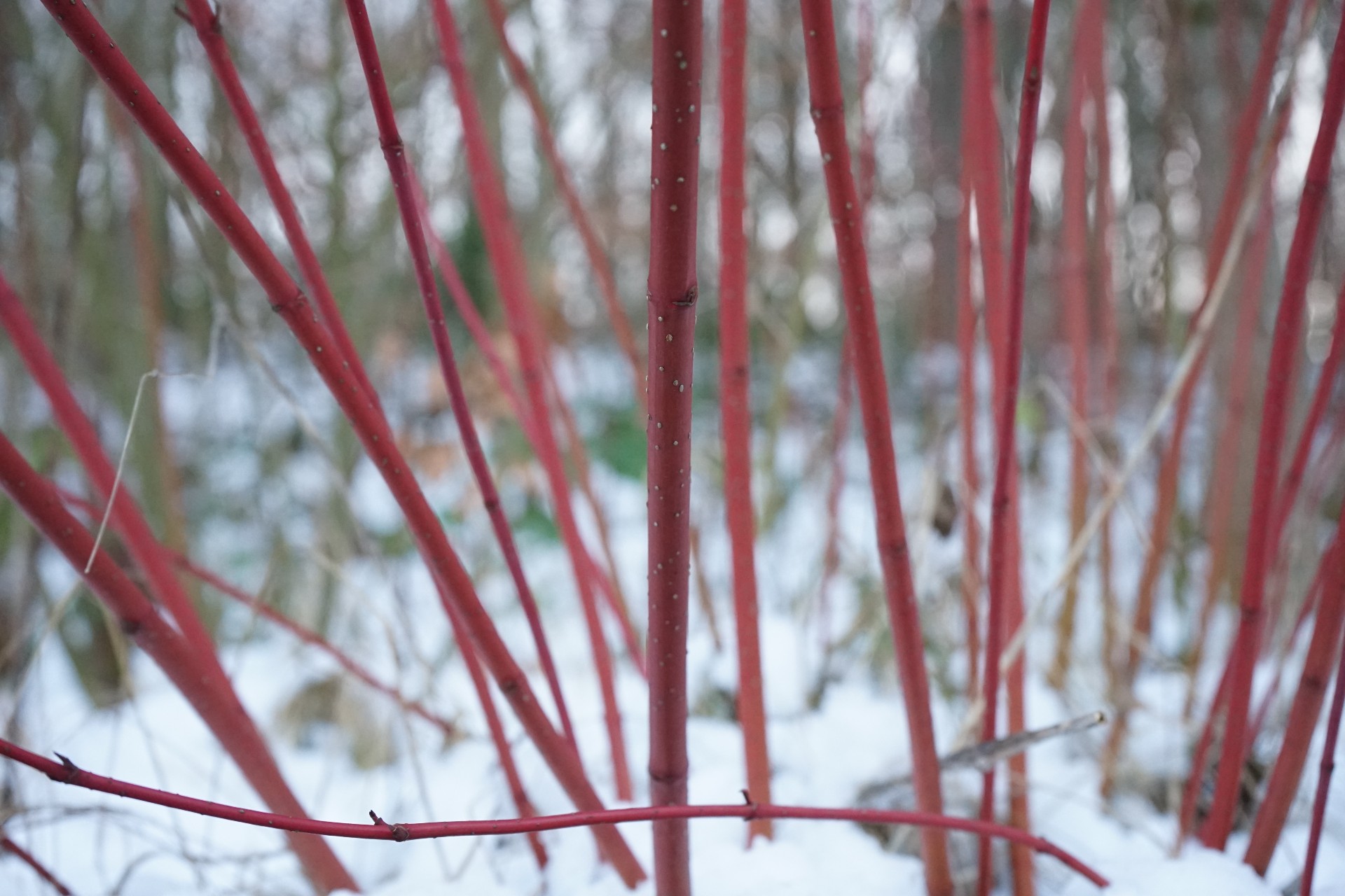 dogwood in winter