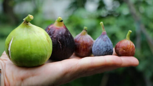 Why Are My Figs Small? Why Are Some Figs Larger? Techniques to Increase Fig Size - Lotusmagus