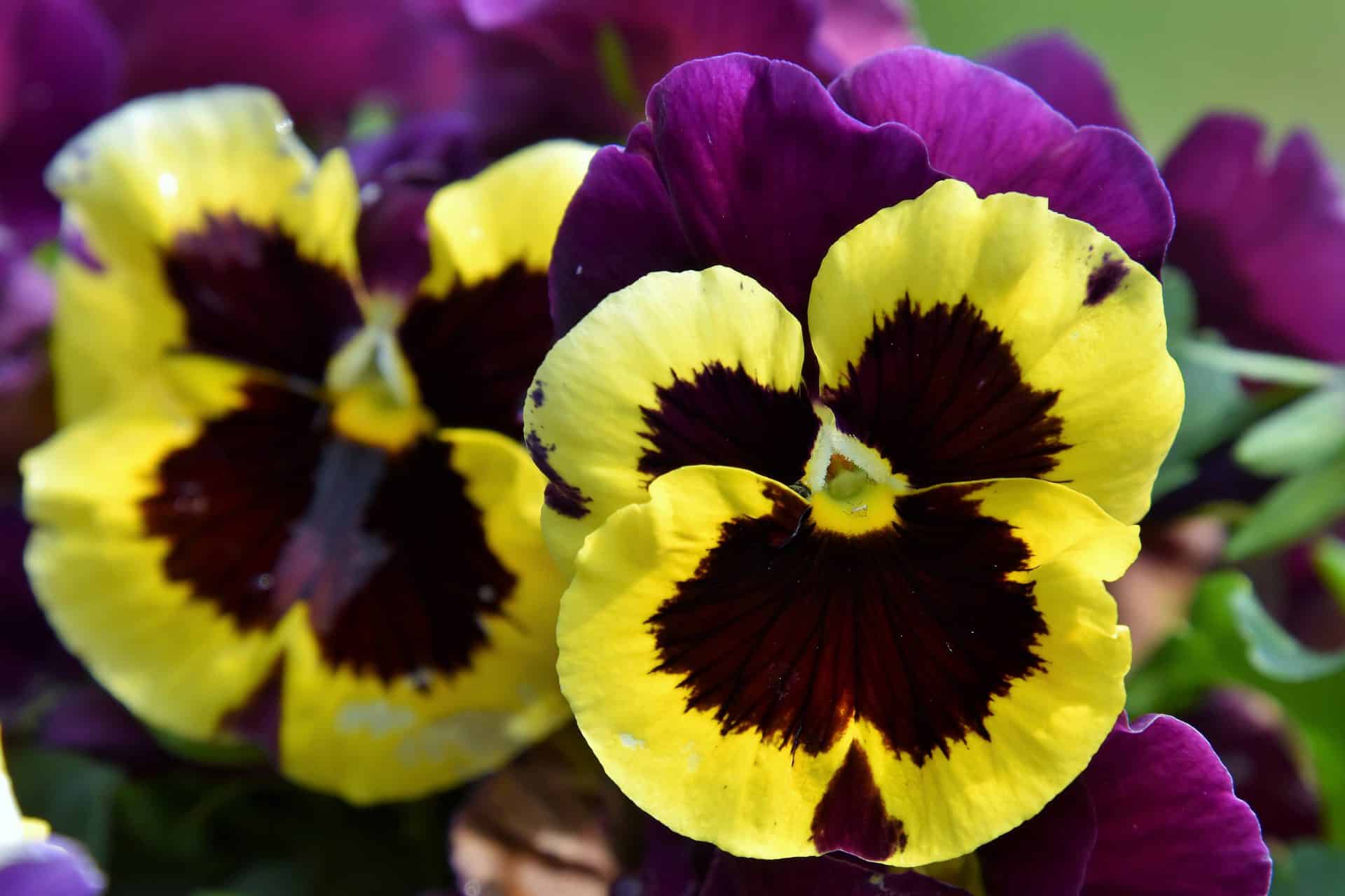 pansies