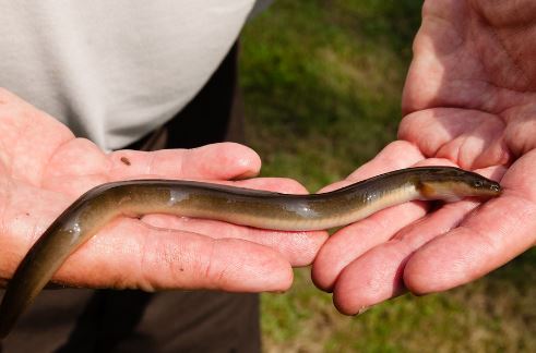 freshwater eel
