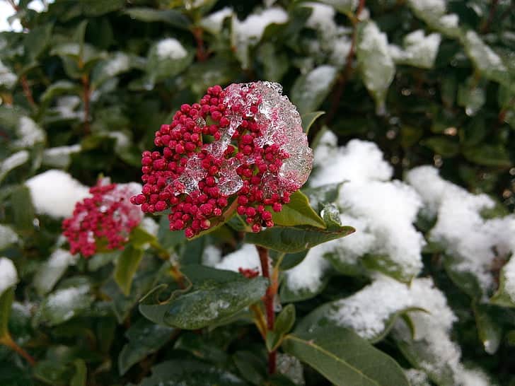Viburnum Tinus