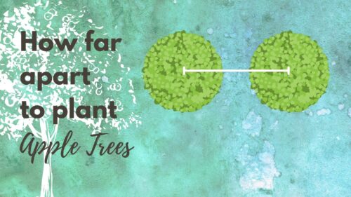 How Far Apart to Plant Apple Trees? Lotusmagus