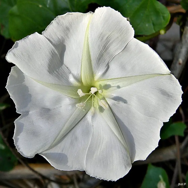 Moonflower (Ipomoea alba)