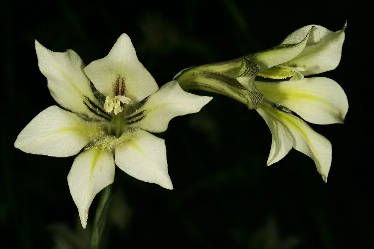 Evening Gladiolus