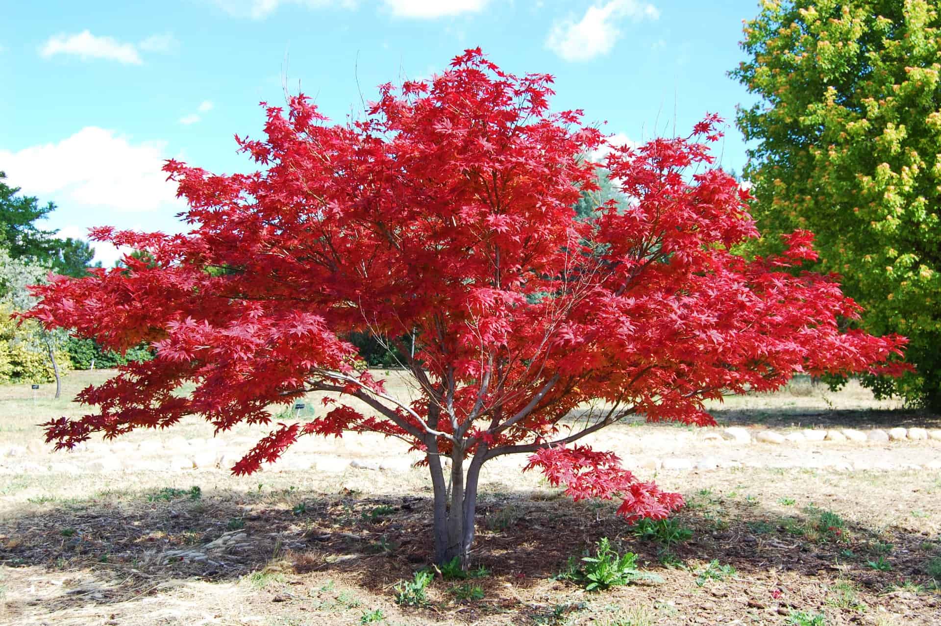 Acer palmatum