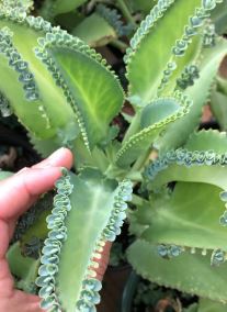 Can You Eat Mother of Thousands?