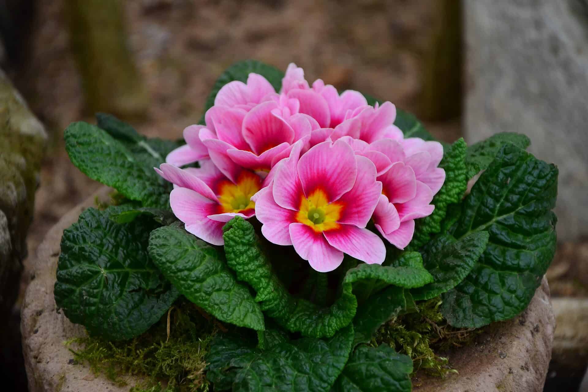 Primrose plant