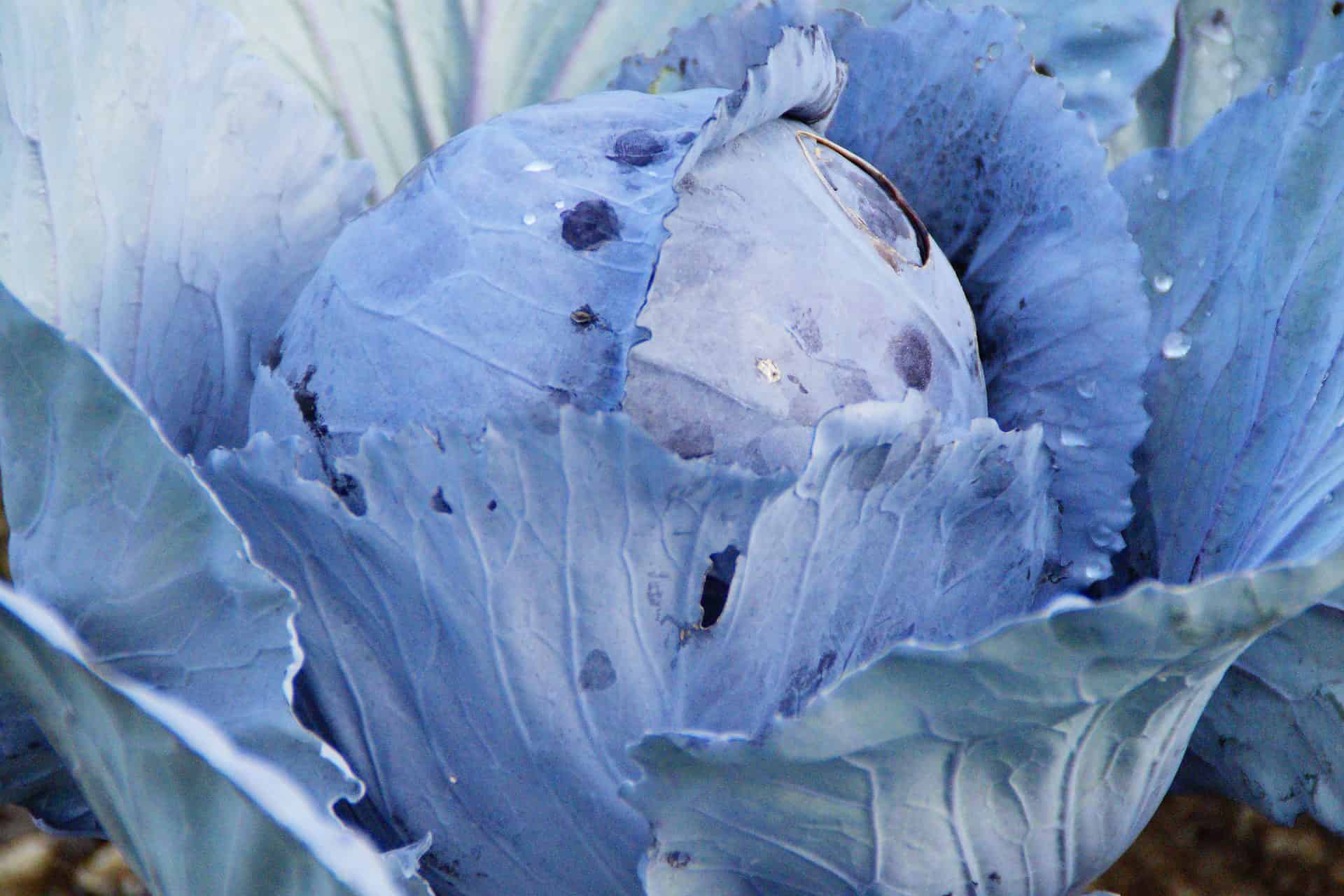 frost cabbage