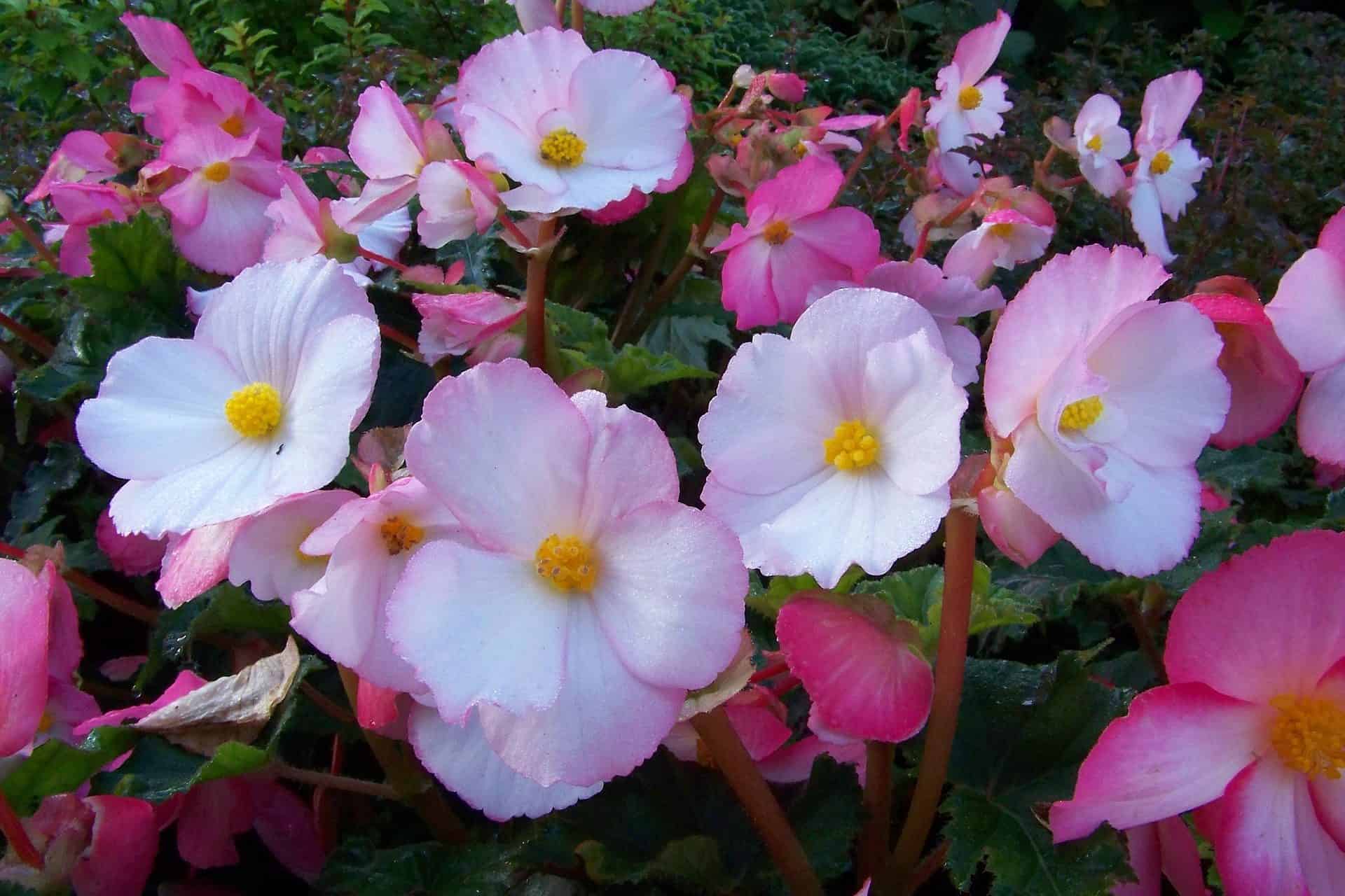 flowering begonia plant
