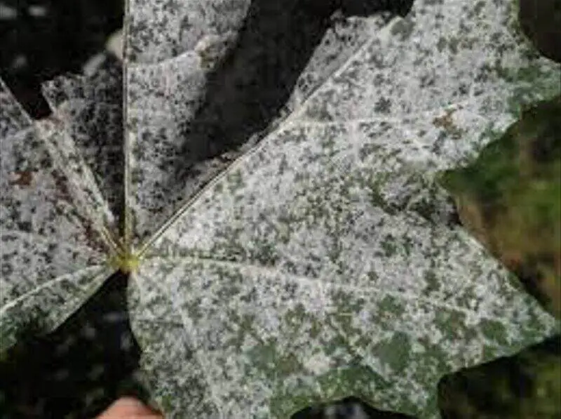 Powdery Mildew Acer