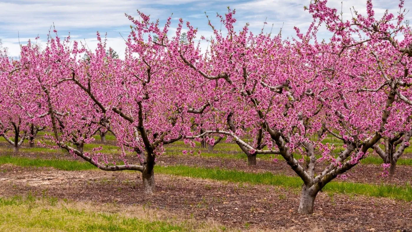 when to plant peach tree