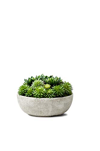 Serene Spaces Living Echeveria Succulent Mix in Bowl, Perfect for ...