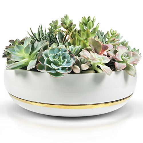 Large Succulent Planter with Drainage Tray - 10 Inch White ...