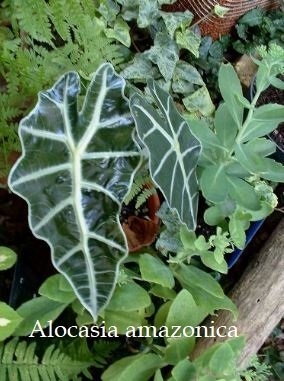 Common Problems with Alocasia Amazonica 'Polly'