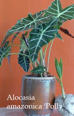 Alocasia's Watering Requirements