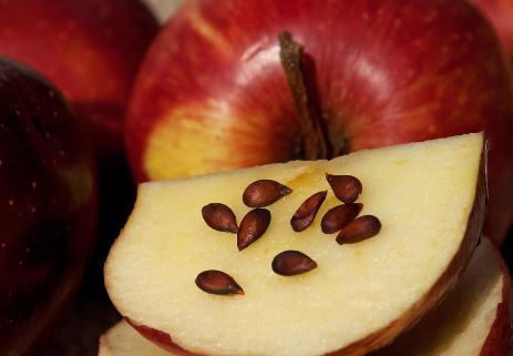 Are Apple Seeds Edible or Poisonous