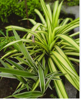 Are Spider Plants Harmful to Cats is It Safe.