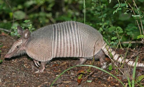 The nine-banded armadillo -- and why you want to get rid of these critters.