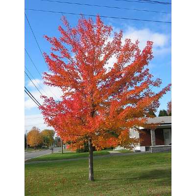 Best Maple Trees for Landscaping