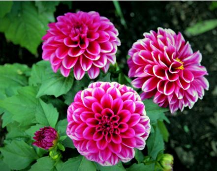 Dahlia Flower Meaning - Symbolism, Language, Colors and More