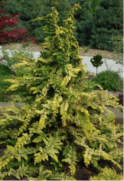Common Issues with Fernspray False Cypress