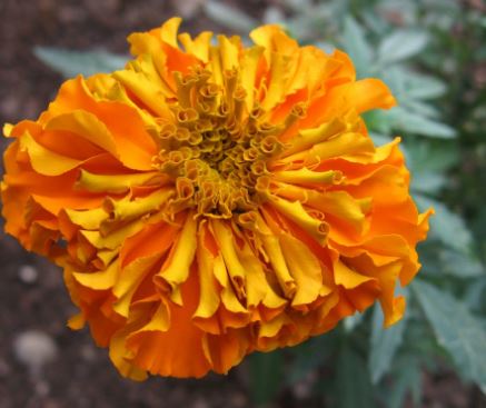 Fragrant Orange Flowers