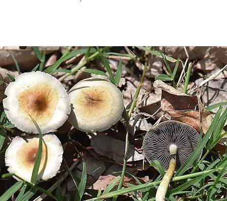 Is it illegal to Grow Magic Mushrooms